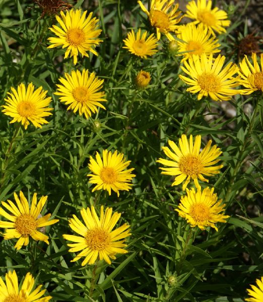 Inula ensifolia